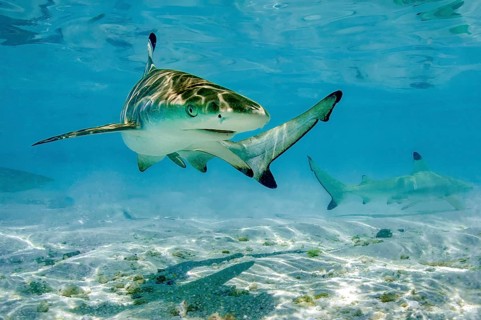 Juvenile young blacktip reef shark (Carcharhinus melanopterus) swims across sand in shallow lagoon