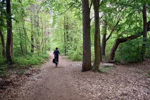 Female cyclist in the beech forest of Jasmund National Park on Rügen, Mecklenburg-Western