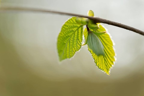 Common hazel (Corylus avellana), young leaves, fresh leaf shoots, Lower Saxony, Germany