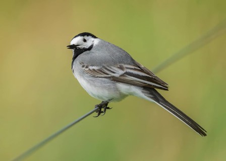 Wagtail (Motacilla alba) standing on a wire fence, Lower Saxony, Germany