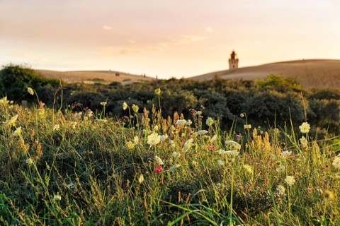 Rubjerg Knude lighthouse on the horizon, walkers on hiking dune, evening mood in summer, Løkken,