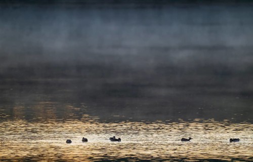 Crickente (Anas crecca), crickenten looking for food on a lake, morning light, clouds of fog, Lower