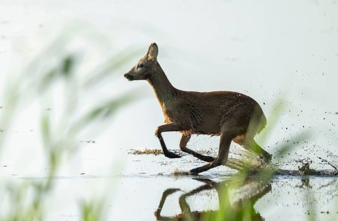 Deer (Capreolus capreolus), young roebuck running through the shallow water zone of a lake, Lower