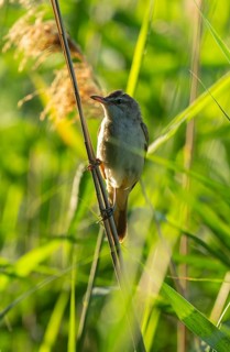 Thrush warbler (Acrocephalus arundinaceus) on a reed, reed (Phragmites australis), Lower Saxony,