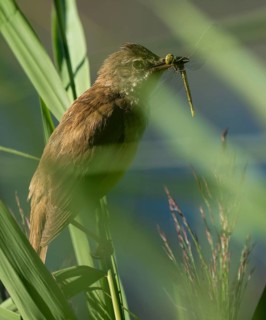 Bluebird (Acrocephalus arundinaceus) on a reed stalk, reed (Phragmites australis), with prey