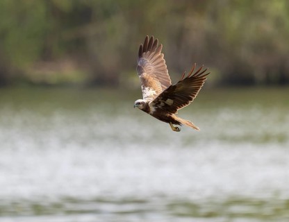 Harrier (Circus aeruginosus), female searching for food in flight, Lower Saxony, Germany