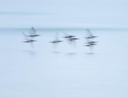 Heron duck (Aythya fuligula), heron flying over a lake, motion blur, long exposure, pull, mopping