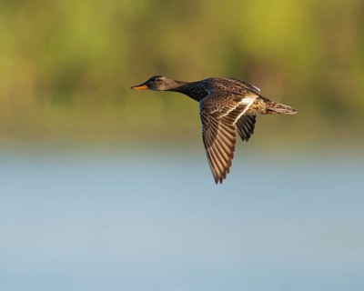 Schnatter duck (Mareca strepera), female flying across a lake, Lower Saxony, Germany
