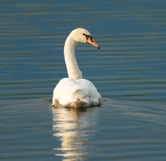 Silted swan (Cygnus olor) swimming on a lake, blue water, Lower Saxony, Germany