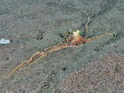 A marbled octopus (Amphioctopus aegina) spreads on sandy seabed. Puri Jati Dive Site, Umeanyar,
