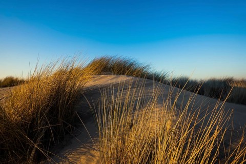 Dunes and blue sky in winter, sunset, Spiekeroog, East Frisian Islands, Lower Saxony, Germany