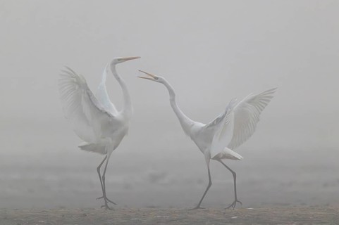 Great Egret, (Egretta alba) Warring Great Egret in the Mist, Lusatia, Saxony, Germany
