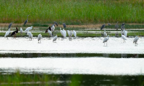 Great egret (Ardea alba) and black storks (Ciconia nigra) in the shallow water zone of a pond,
