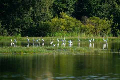 Great egret (Ardea alba) in the shallow water zone of a pond, Lower Saxony, Germany