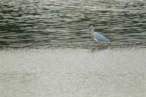 Great egret (Ardea alba) stands in the shallow water zone of a lake, Lower Saxony, Germany
