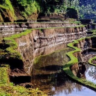 Terrace rice paddies rice paddies near Tegallalang, Bali, Indonesia