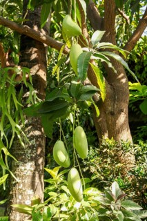 Mango tree with fruits, Bali, Indonesia