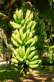 Banana trees, Bali, Indonesia