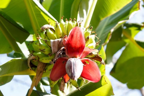 Banana tree with fruits, Bali, Indonesia