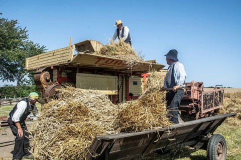 Work at old stationary thresher at old-fashioned harvest festival in Svenstorp, Ystad municipality,