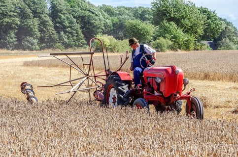 Older Allgaier-Porsche tractor with self-binder harvesting wheat at old-fashioned harvest festival