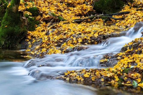 Sinterterrassen der Weißen Lauter, stream, maple leaves, water, autumn, Donntal, Gutenberg, Swabian