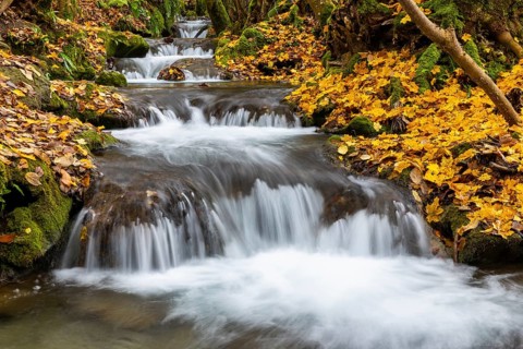 Small waterfall, sinter steps, maple leaves in autumn colors, Brühlbach, Maisental, Bad Urach,