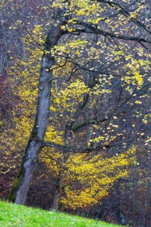 Ahron tree (Acer) in herb color, horse chestnut family (Hippocastanoideae), autumn, Donntal,