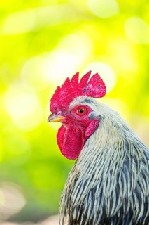 Domestic Chicken (Gallus gallus domesticus), portrait, Bavaria, Germany