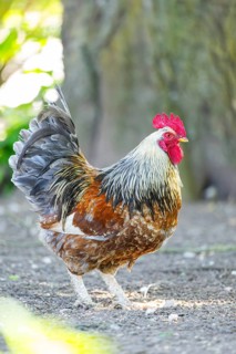 Domestic Chicken (Gallus gallus domesticus), rooster, standing on the ground, Bavaria, Germany
