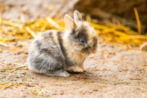 Domesticated rabbit (Oryctolagus cuniculus forma domestica) standing on the ground, Austria