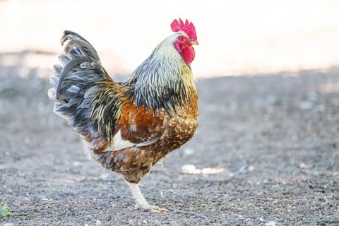 Domestic Chicken (Gallus gallus domesticus), rooster, standing on the ground, Bavaria, Germany