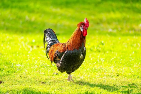 Domestic Chicken (Gallus gallus domesticus), rooster, standing on a meadow, Bavaria, Germany