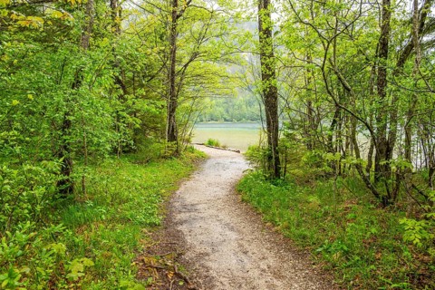 Walking trail going through the forest in spring on a cloudy day, Bavaria, Germany