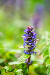 Bugle (Ajuga reptans) blossoms, detail, Bavaria, Germany