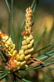 Scots pine (Pinus sylvestris) blossom in a forest in spring, Bavaria, Germany