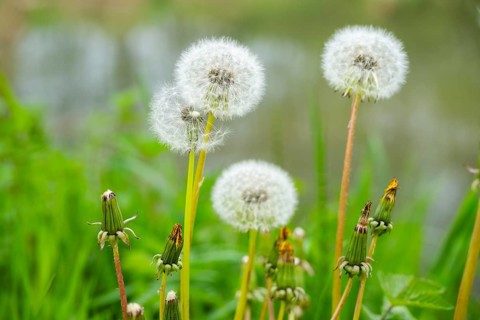 Common dandelion (Taraxacum officinale) seeds, detail, Bavaria, Germany