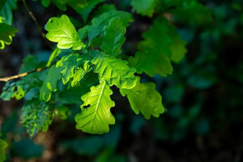 Pedunculate oak (Quercus robur) leafes against the sun light, Bavaria, Germany