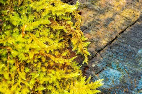 Red-stemmed feathermoss (Pleurozium schreberi) growing on old wood in a forest, Bavaria, Germany