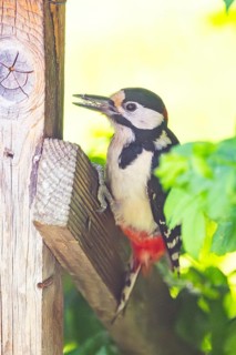 Great spotted woodpecker (Dendrocopos major) sitting on wooden slat, Austria
