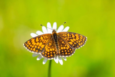 Heath fritillary (Mellicta athalia) butterfly sitting in a colorful blossom, Austria