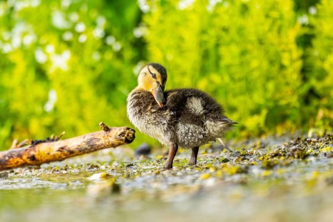 Wild duck (Anas platyrhynchos) chick standing at the schore of a little lake, Bavaria, Germany