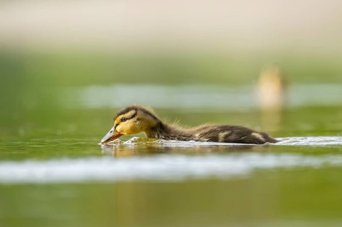 Wild duck (Anas platyrhynchos) chick swimming on a lake, Bavaria, Germany