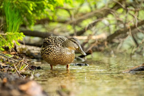 Wild duck (Anas platyrhynchos) female standing in a lake, Bavaria, Germany