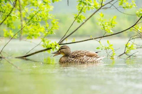 Wild duck (Anas platyrhynchos) female swimming in a lake, Bavaria, Germany