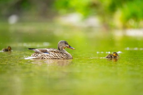 Wild duck (Anas platyrhynchos) mother with her and chick swimming in the water, Bavaria, Germany