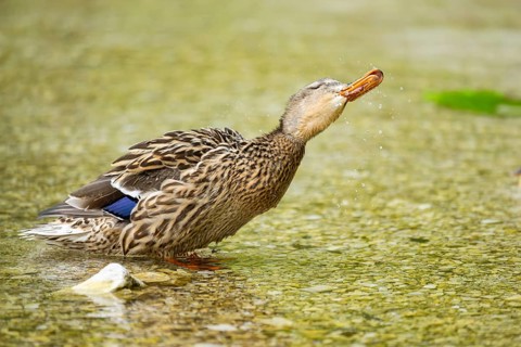Wild duck (Anas platyrhynchos) female standing in a lake, Bavaria, Germany