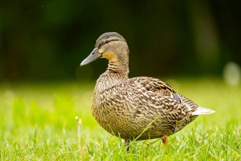 Wild duck (Anas platyrhynchos) female standing on the shore of a lake, Bavaria, Germany