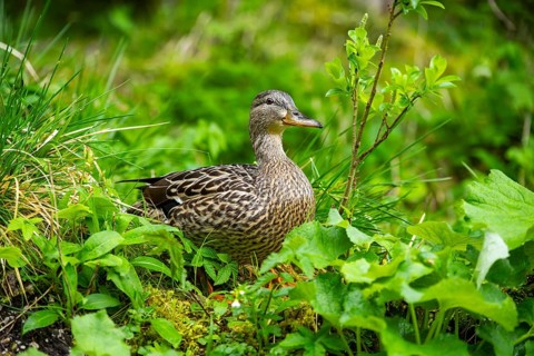 Wild duck (Anas platyrhynchos) female standing on a meadow next to a lake, Austria