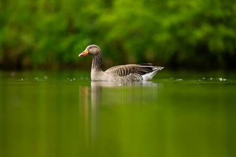 Close-up of a Greylag Goose (Anser anser) swimming in the water in spring, Austria